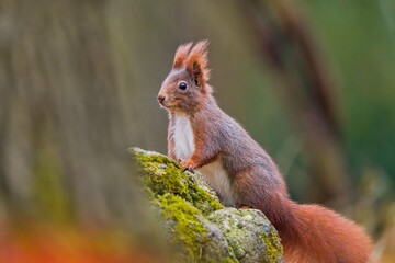 A red squirrel sits on a tree stump. Portrait of a cute european red squirrel in the nature habitat. Sciurus vulgaris.