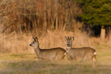 Two roe deer are grazing on the meadow. Capreolus capreolus. Wildlife scene with with a roe deer. 