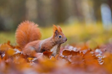 A auriopen red squirrel sits in autumn leaves. Portrait of a cute european red squirrel in the nature habitat. Sciurus vulgaris.