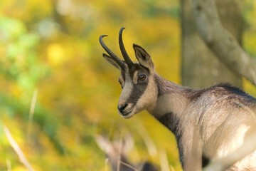 A closeup portrait of a cute chamois. A chamois in the nature habitat. Rupicapra rupicapra