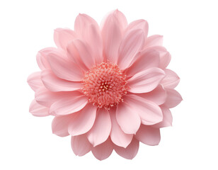 Pink flower, Generated image