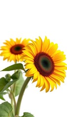 Obraz premium Single sunflower facing right, isolated on pure white background, bloom, bright, single