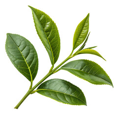 Obraz premium natural green leaf isolated on white background