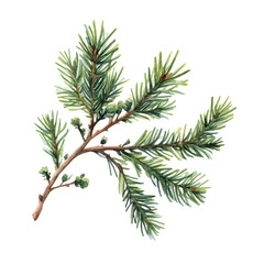 watercolor of Cedarwood Branch, isolated on a white background.