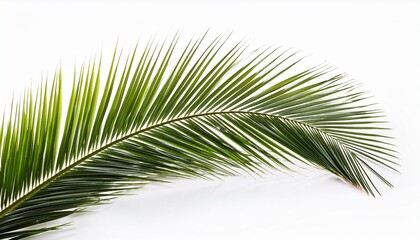 Obraz premium Isolated palm branch