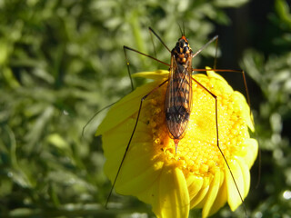 Nephrotoma crocata  - dittero