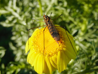 Nephrotoma crocata  - dittero