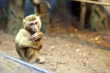 monkey monkey portrait close up behind glass in a zoo