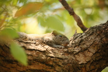 A close-up view of an adorable squirrel perched on a tree by the side of West Lake, making it a great design material for an animal-themed piece, emphasizing the importance of animal protection.
