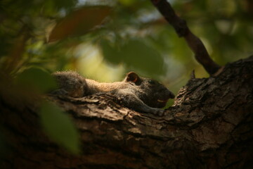 A close-up view of an adorable squirrel perched on a tree by the side of West Lake, making it a great design material for an animal-themed piece, emphasizing the importance of animal protection.

