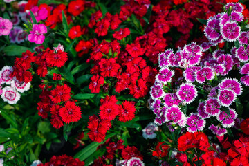 Beautiful Dianthus is blooming in the morning light.The orther name is Rainbow and Indien or China pink. flower concept