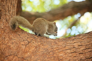 A close-up view of an adorable squirrel perched on a tree by the side of West Lake, making it a great design material for an animal-themed piece, emphasizing the importance of animal protection.

