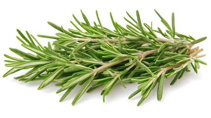 Fototapeta premium Fresh rosemary sprigs on white background.