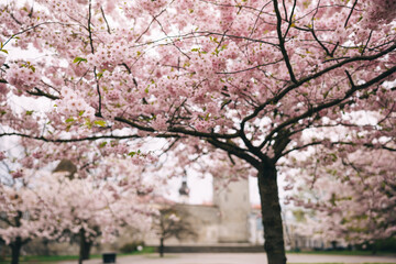 Cherry blossom trees in full bloom at a serene park during springtime