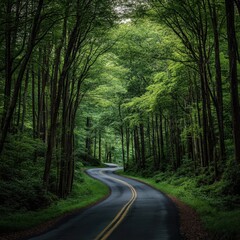 Naklejka premium Forested Mountain Roads