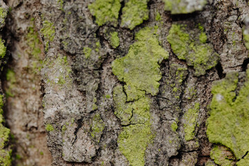 Tree bark texture with green moss. A close-up of tree bark covered in green moss. The detailed texture highlights cracked surfaces and natural patterns.