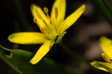 Black beetle on a yellow flower in sunlight. A macro photograph of a black beetle on a six-petaled yellow flower in sunlight. A sharp foreground and blurred background emphasize the insect's details