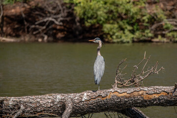 great blue heron on a log
