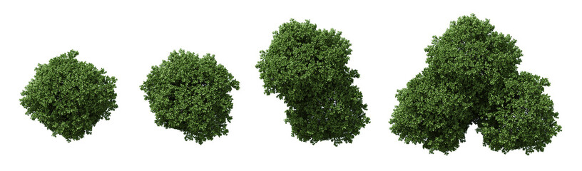 Obraz premium Nature and Ideal for architectural visualization, landscaping projects, and environmental design. Top view of lush green bushes isolated on transparent background. 3d rendering illustration. PNG