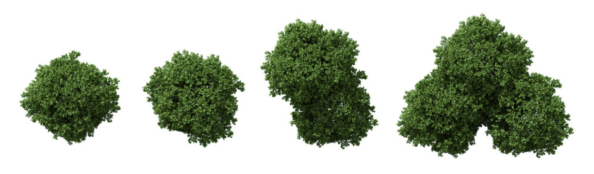Nature and Ideal for architectural visualization, landscaping projects, and environmental design. Top view of lush green bushes isolated on transparent background. 3d rendering illustration. PNG