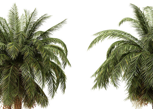 Nature and Ideal for architectural visualization, landscaping projects, and environmental design. Lush green palm tree leaves isolated on transparent background. 3d rendering illustration. PNG
