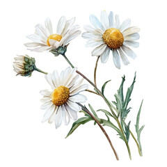 watercolor of Chamomile Branch, isolated on a white background.