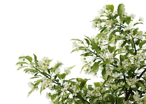 Ideal for architectural visualization, landscaping projects, and environmental design. White blossoms and lush green leaves isolated on a transparent background. 3d rendering illustration. PNG format
