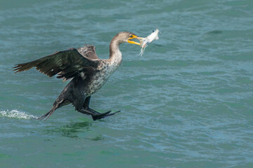 An anhinga with a fresh caught fish