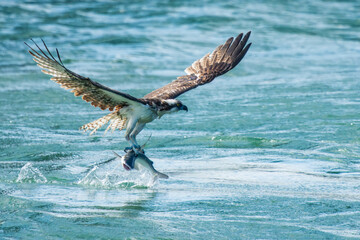 An osprey carrying a freshly caught fish