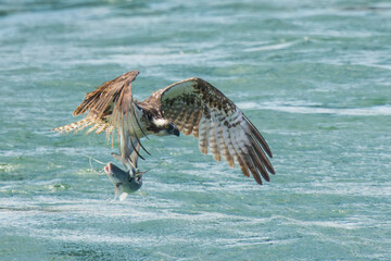 An osprey carrying a freshly caught fish