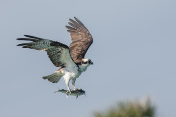 An osprey carrying a freshly caught fish