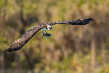 An osprey flying with a fresh caught fish