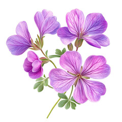Obraz premium Purple Geranium Flowers on Abstract Background,