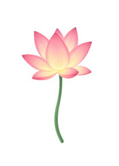 Fototapeta premium Pink Lotus Flower with Gradient Petals and Green Stem