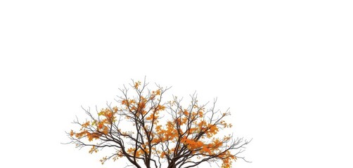 Fototapeta premium Lone deciduous tree, branches reaching skyward, stark white backdrop, branches, artwork, silhouette