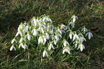 Schhneegl&ouml;ckchen  in der Natur