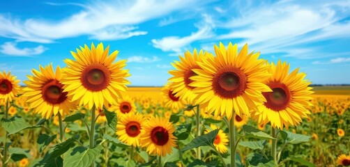 Obraz premium Vibrant yellow sunflowers stand tall against a vast blue sky and expansive field, illustration, day, countryside