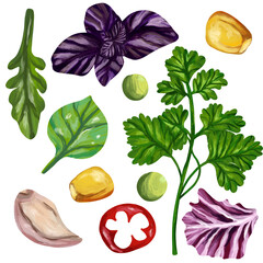 Set of greens, spices, grains on isolated white background. Digital art, oil imitation. Autumn harvest, healthy food.