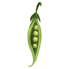 Green peas on isolated white background. Digital art, oil imitation. Autumn harvest, healthy food.