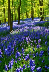 Dense carpet of bluebells blooming in dappled sunlight within Wepham Woods, beauty, British
