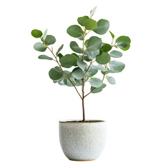 Fototapeta premium A Thriving Eucalyptus Sapling in a Ceramic Pot Isolated on Transparent Background