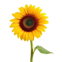 Single sunflower, vibrant yellow, isolated on pure white background, flora, crisp, summer