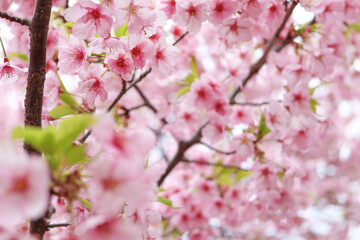 駿府城公園に咲く早咲きの桜