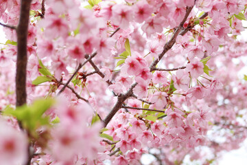 駿府城公園に咲く早咲きの桜