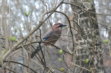  Wild jay bird (Eurasian jay) sits on a branch of a bush in early springtime.Wild birds in spring, fauna ,concept. 