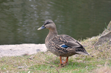 Duck mallard female standing on the grass near the water of the pond. Closeup photo. Wild birds in spring concept.