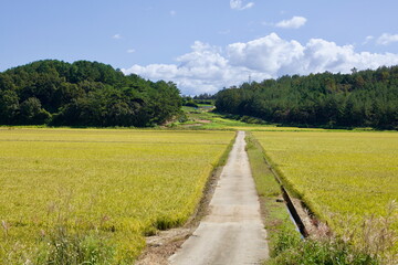 Obraz premium Narrow Farm Road Through Golden Rice Fields