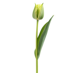 Fototapeta premium Green Tulip Spring Flower Botanical Nature