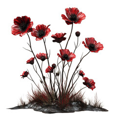 A 3D Poppy Plant with Bright Red Petals and Dark Centers Isolated on Transparent Background