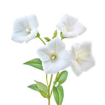 White Moonflowers Botanical Beauty Nature Blooms Floral Art,